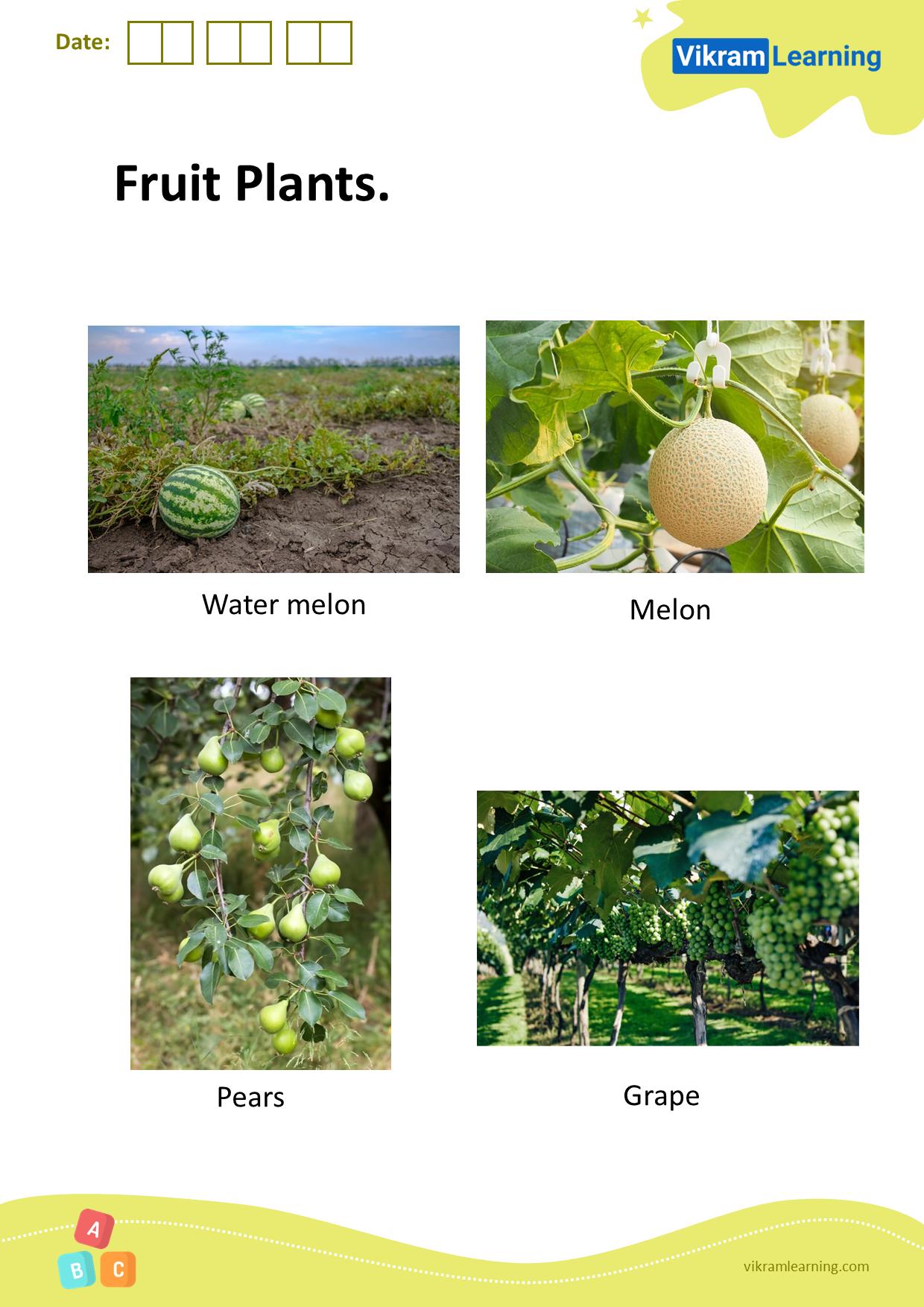 Download fruit plants worksheets