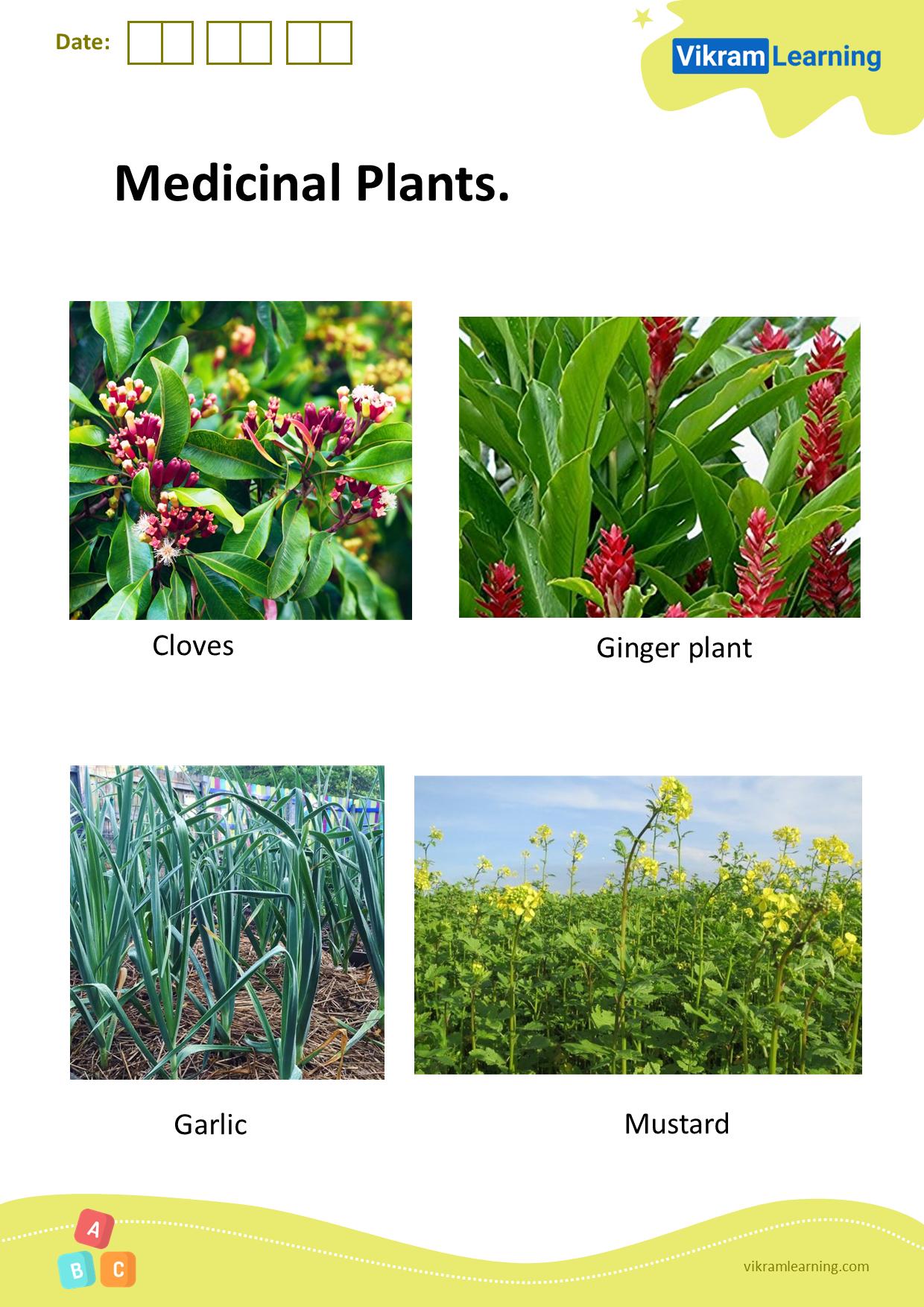 Download medicinal plants worksheets