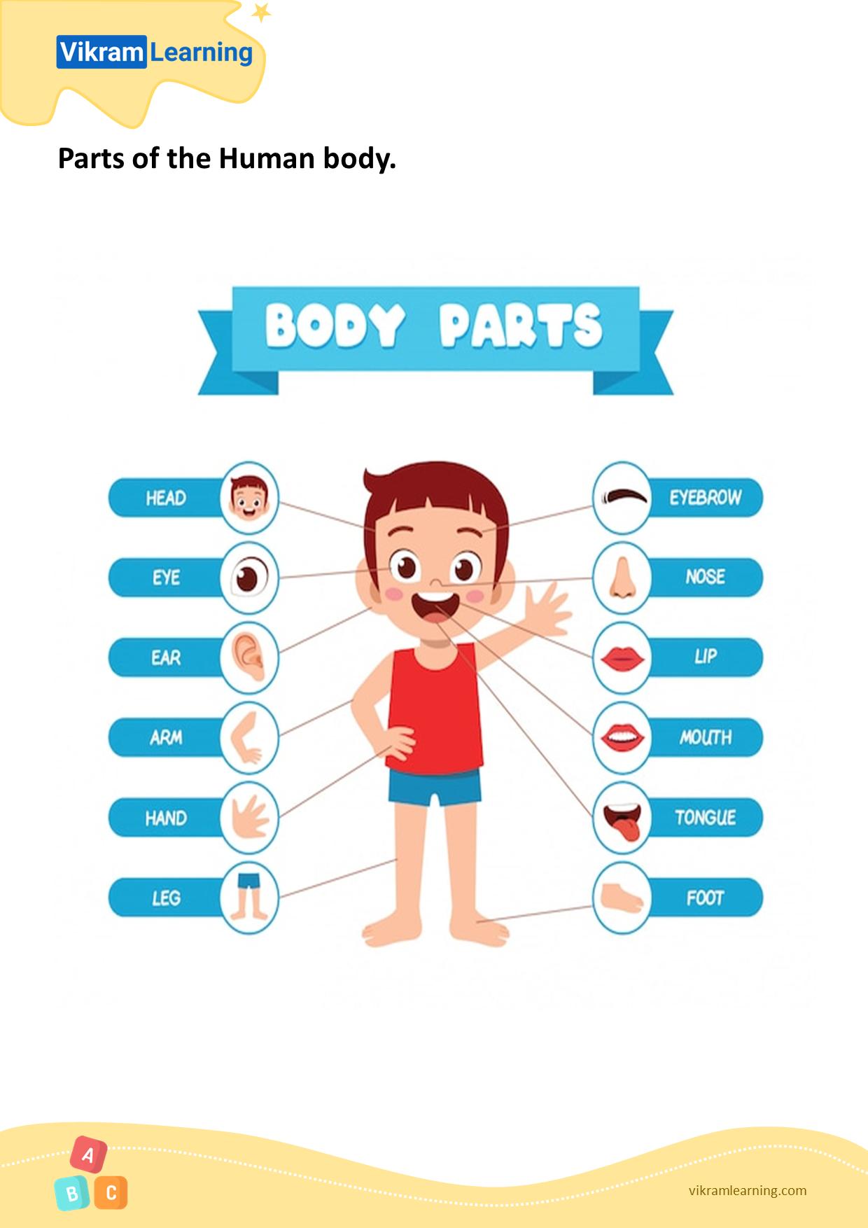 Download parts of the human body - pattern 1 worksheets