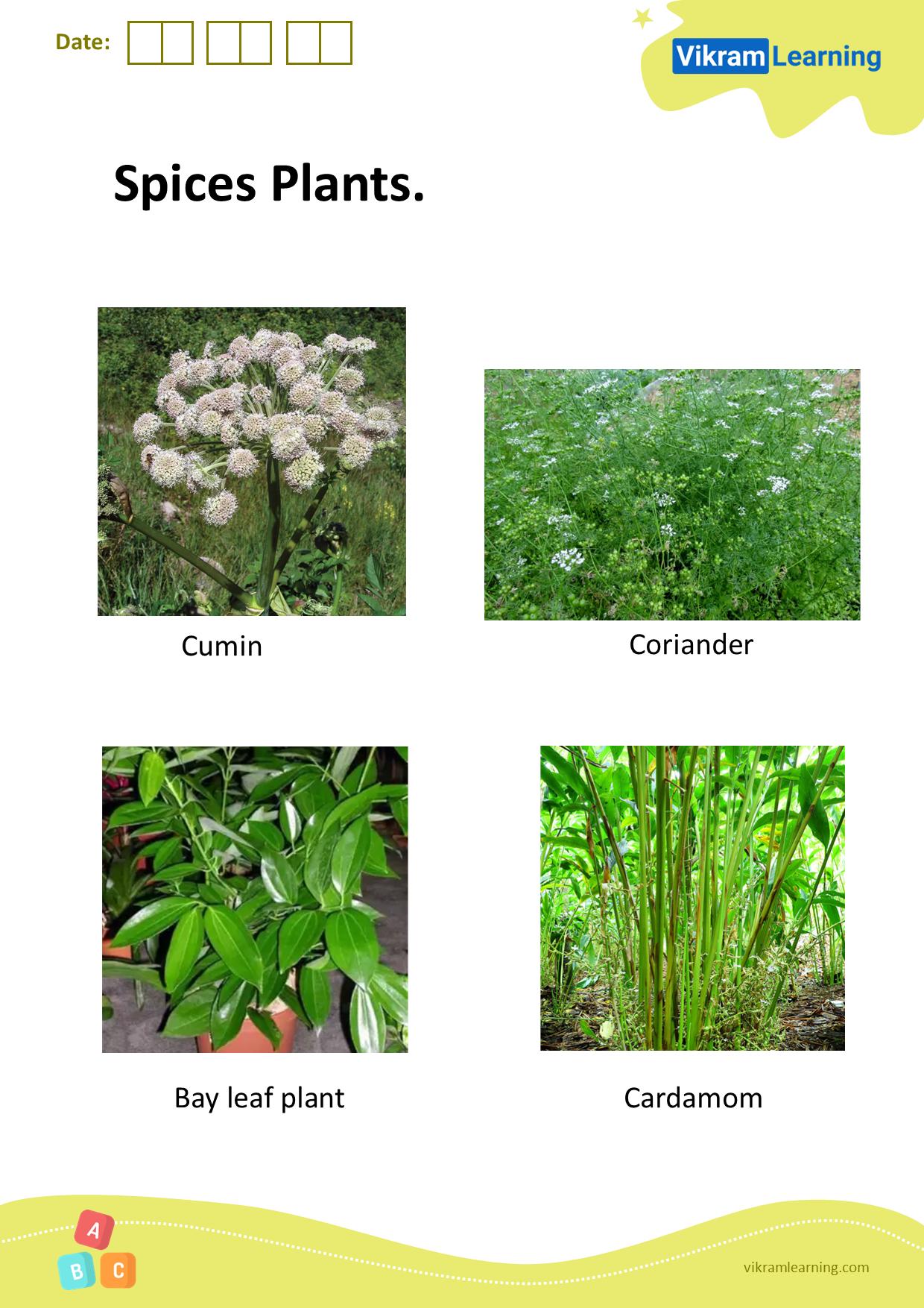 Download spices plants worksheets