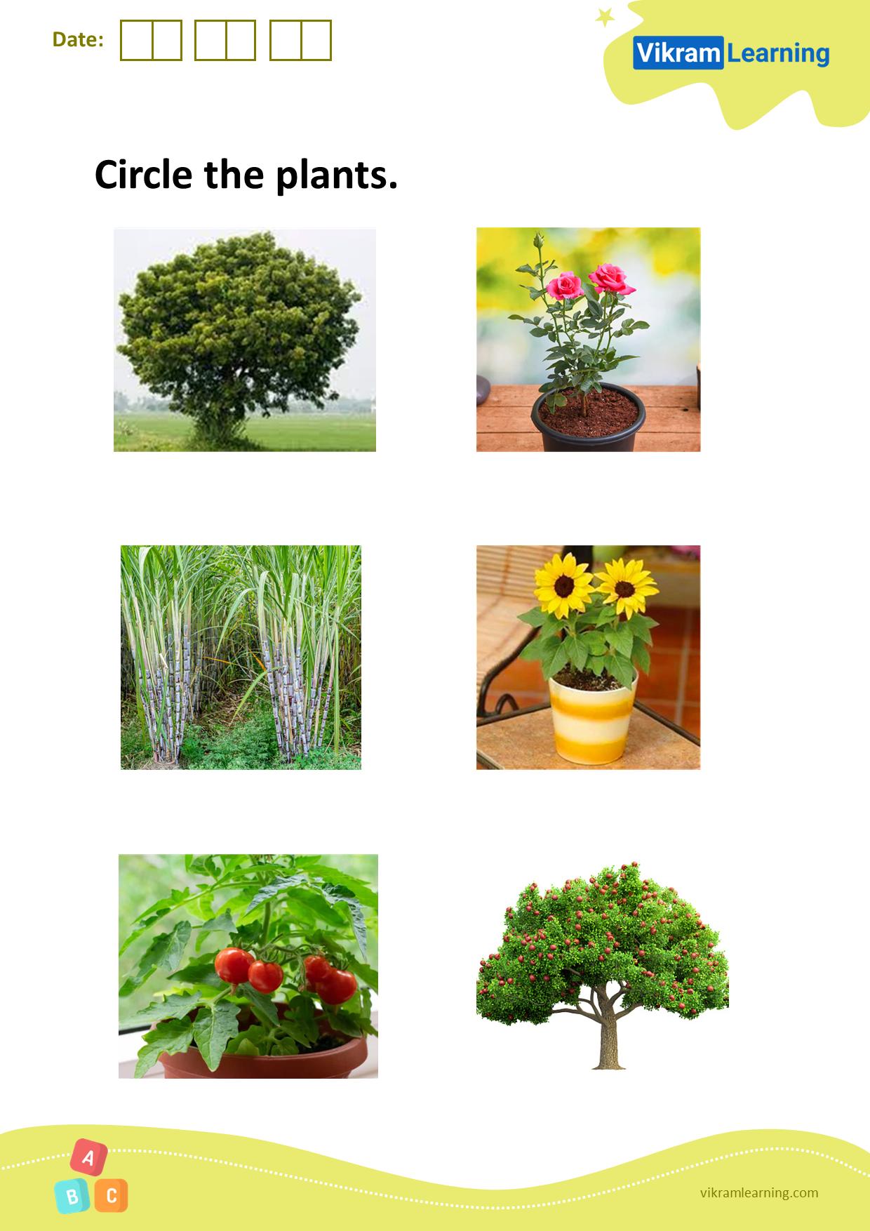 Download circle the plants worksheets