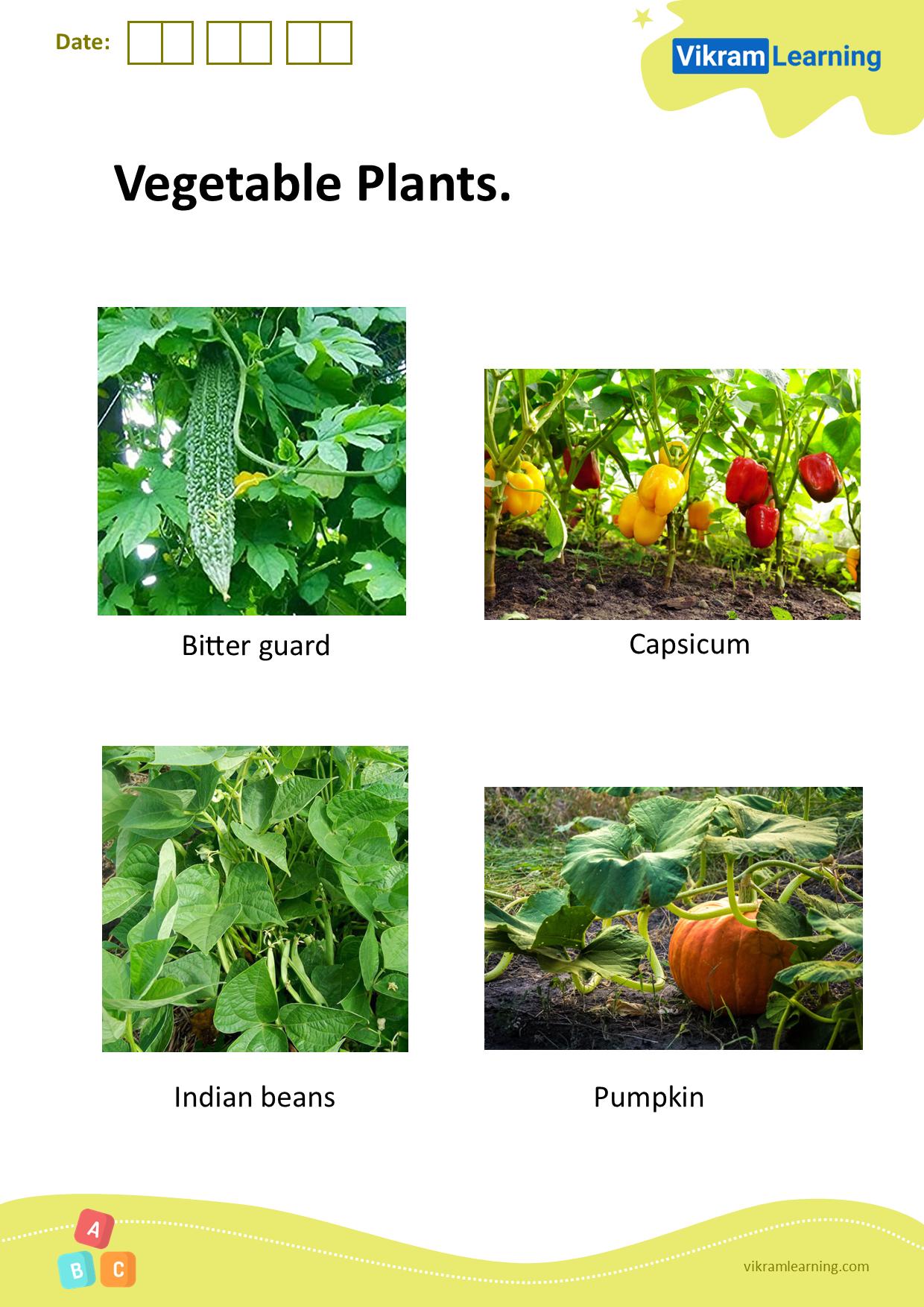 Download vegetable plants worksheets