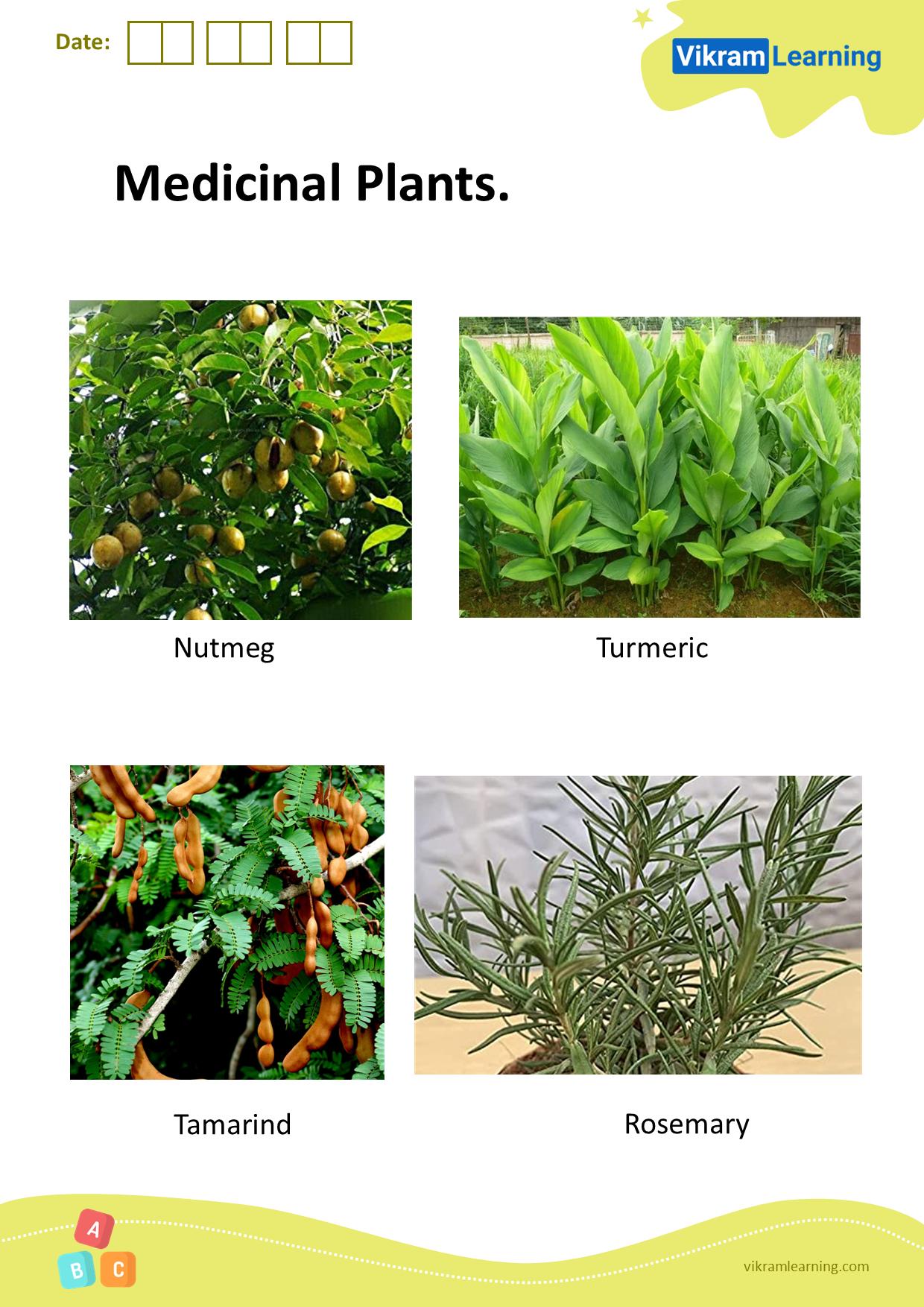 Download medicinal plants worksheets
